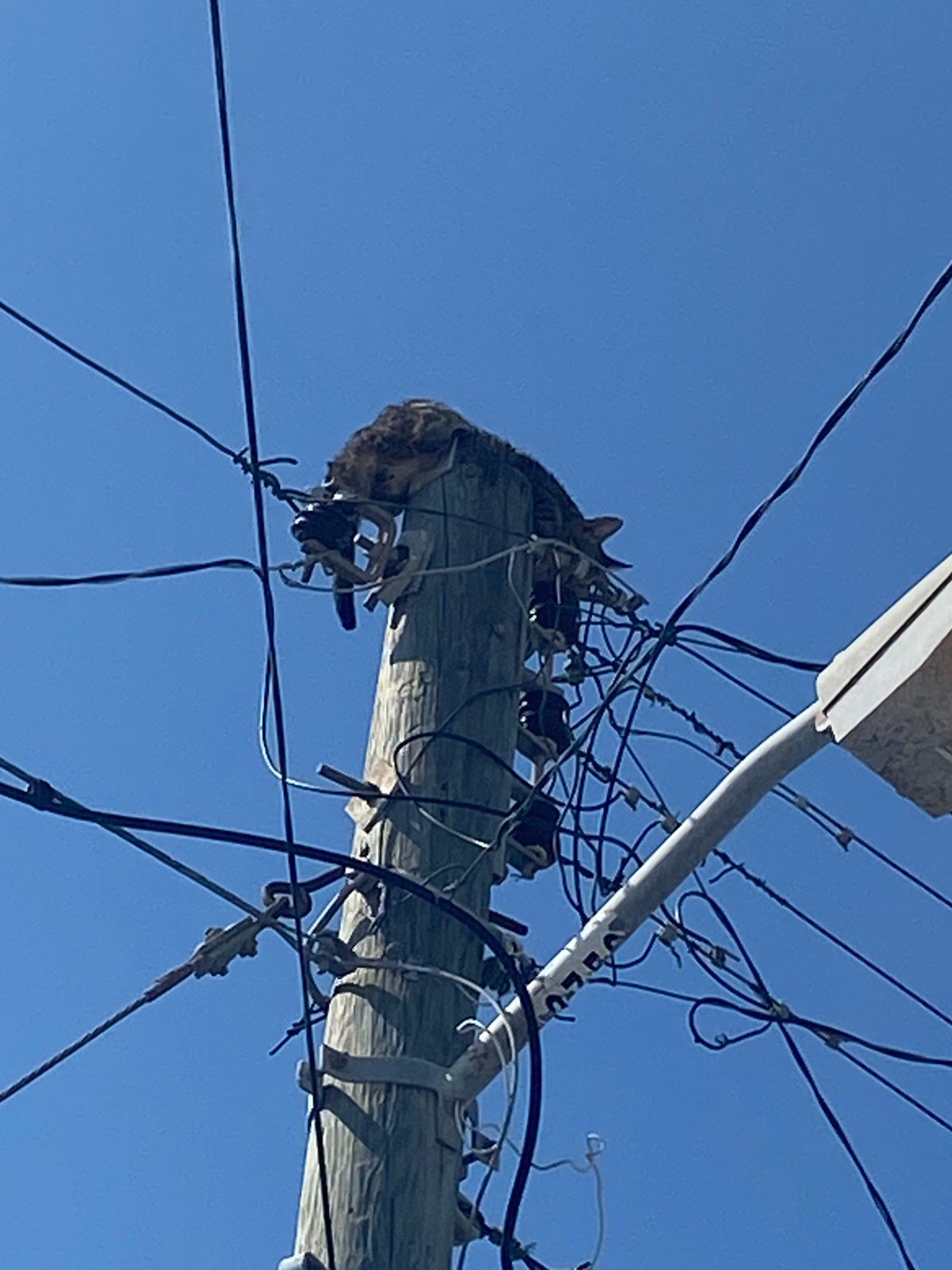 Piden ayuda para rescatar a gato atrapado en un poste