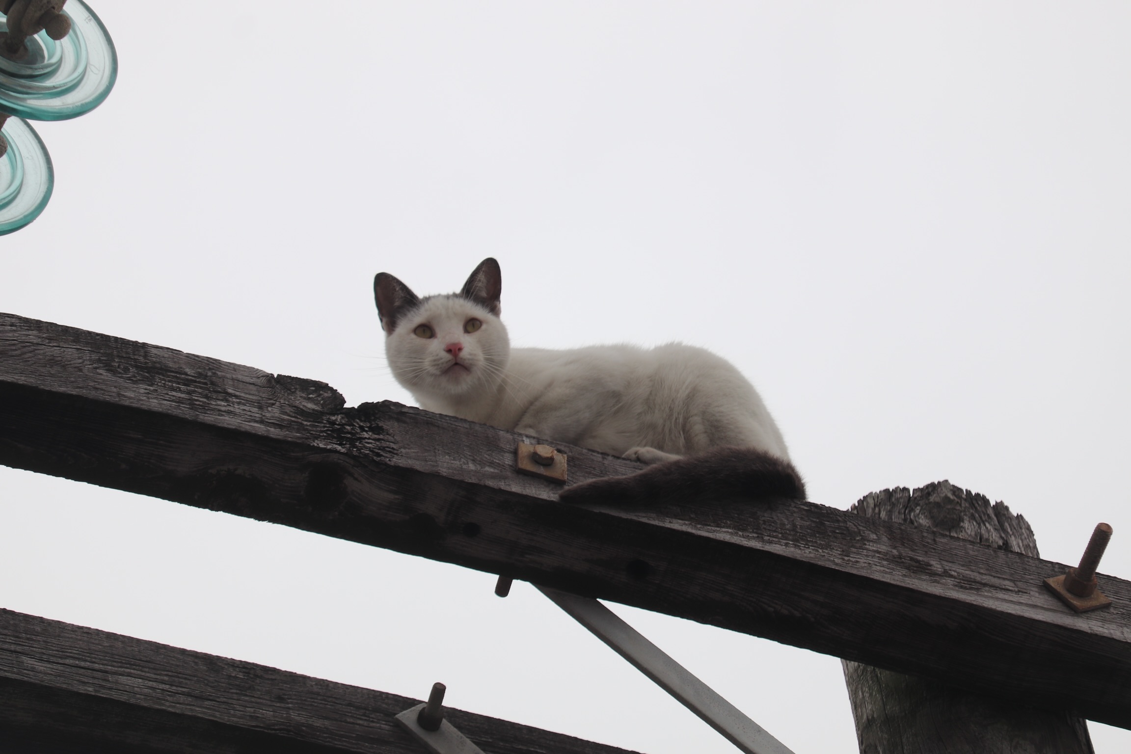 ¡Ayuda para Difi!; gato está atrapado en poste de la Infonavit Satélite