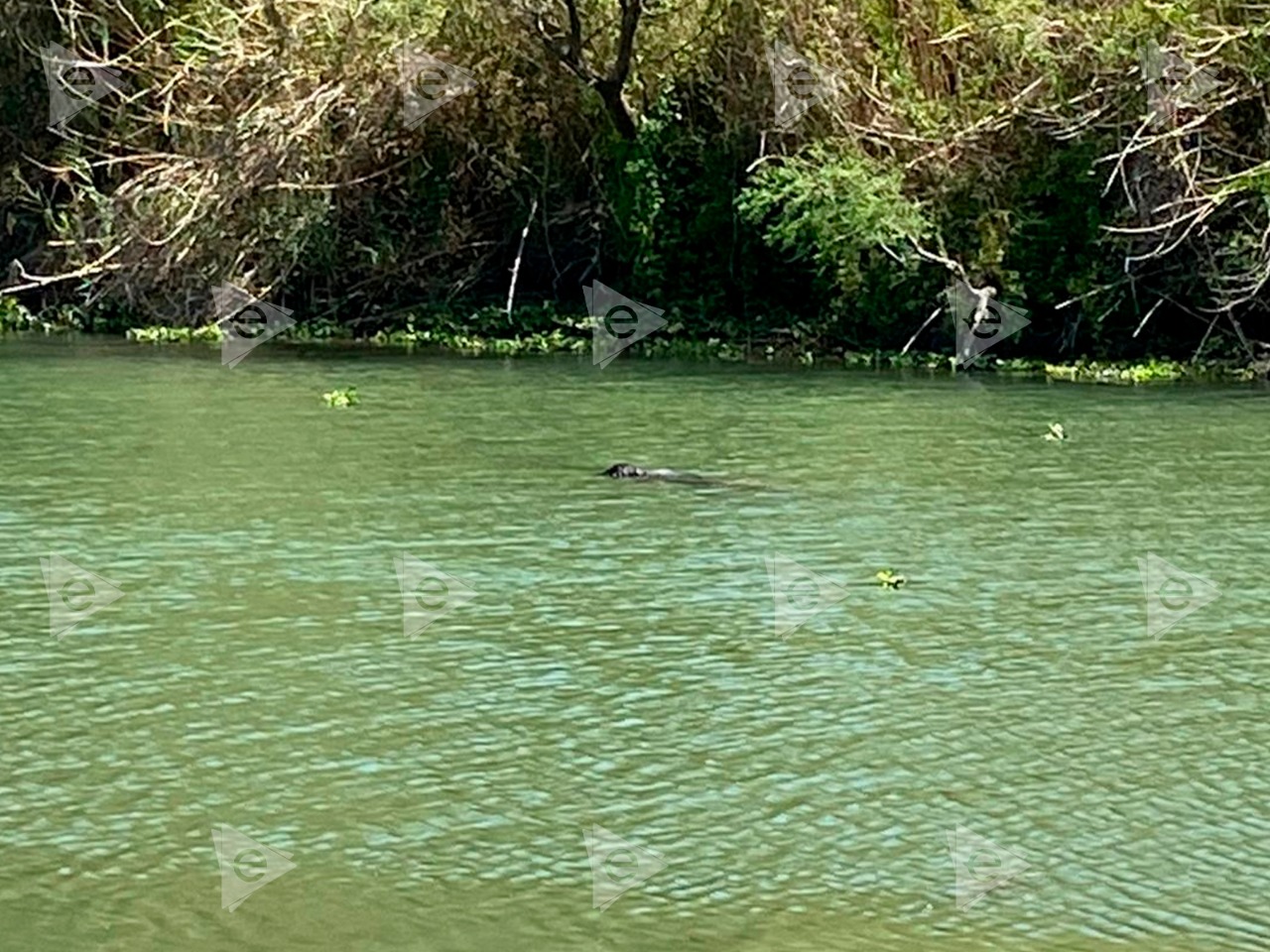 Encuentra cuerpo de Liliana en río Bravo