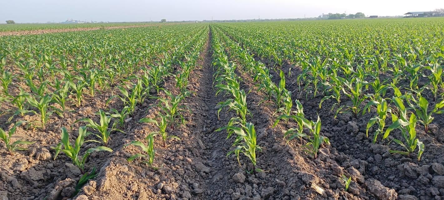 En riesgo sorgo por falta de lluvia