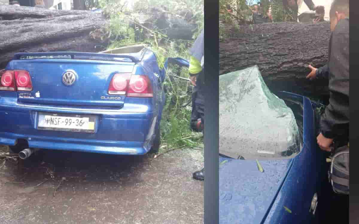 Mujer muere y su bebé sobrevive tras caerles un árbol en CDMX