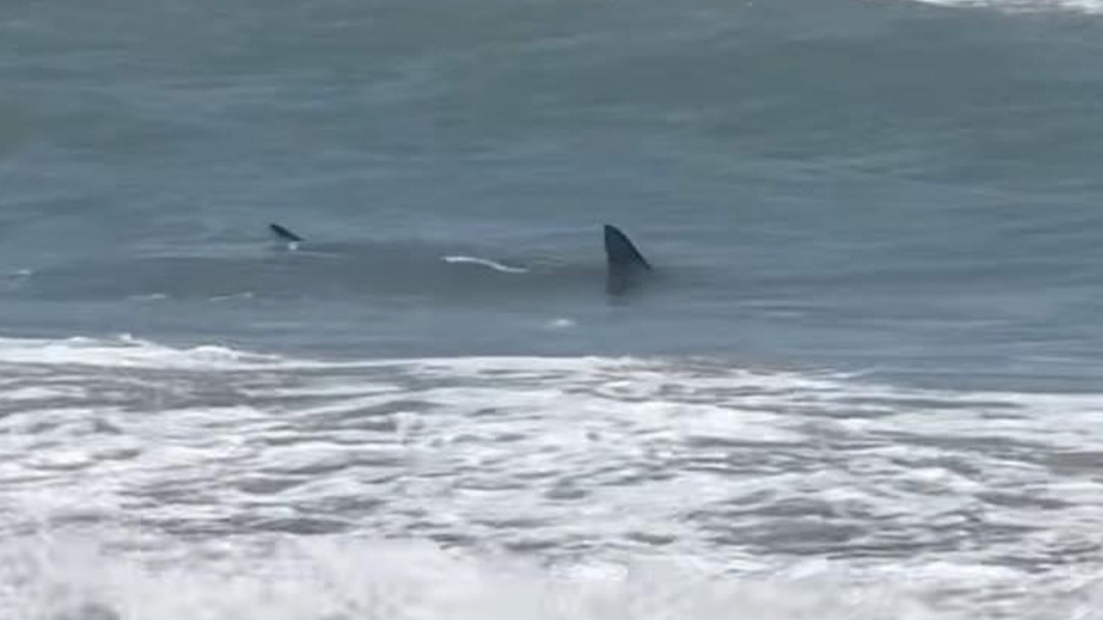 Presencia de tiburones en Isla del Padre impacta en el turismo