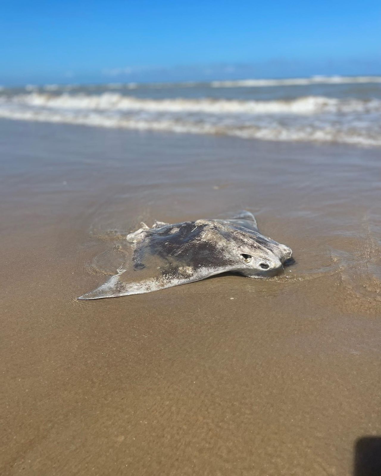 Inusual ataque de mantarrayas en Playa Bagdad