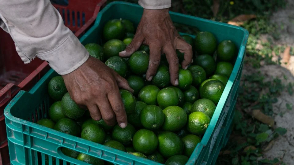 Productores de limón paran labores por amenazas del crimen organizado en Michoacán