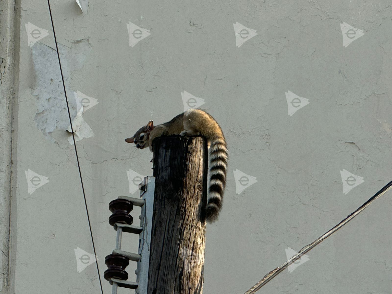 Animal queda atrapado en un poste