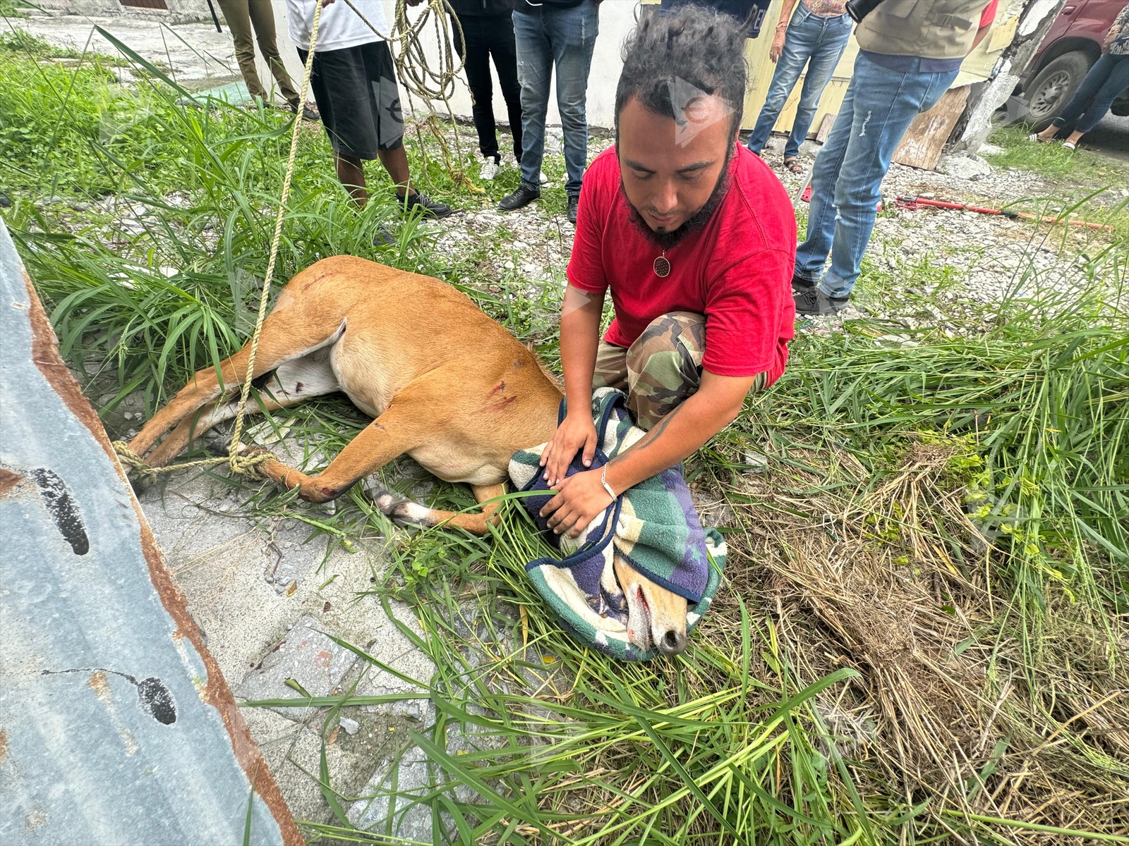 Berrendo causa daños en ciudad y luego muere