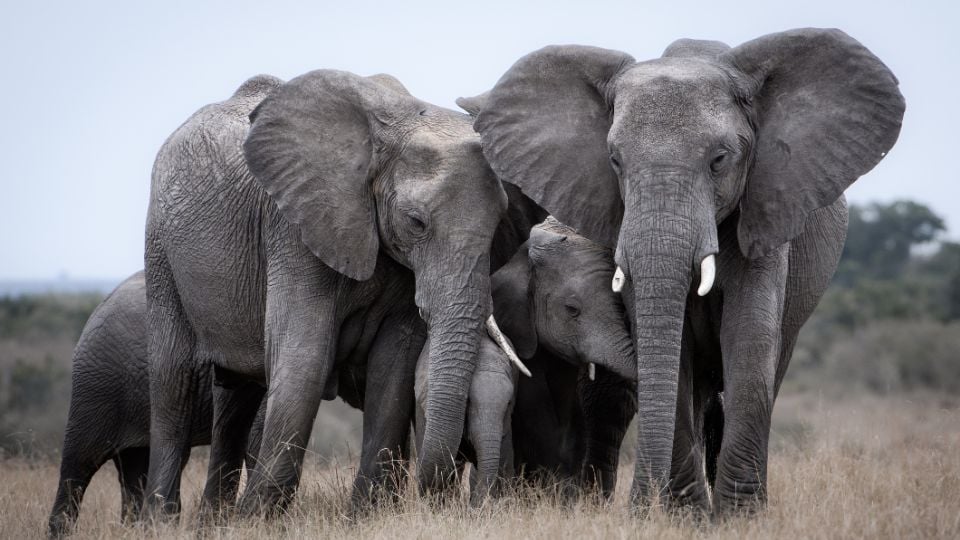 Zimbabue matará a 200 elefantes para dar de comer a ciudadanos hambrientos