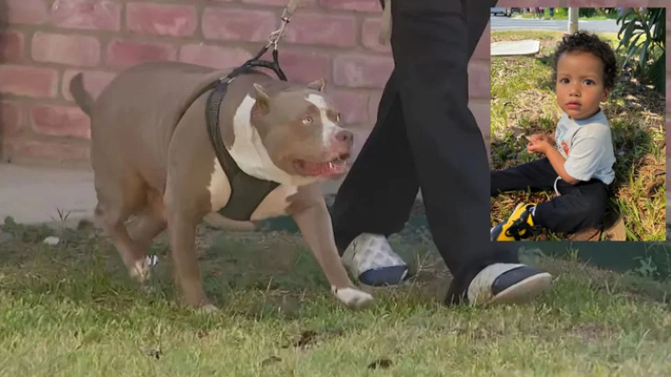 Muere bebé tras ser atacado por perros pitbull en Texas; niñera fue detenida