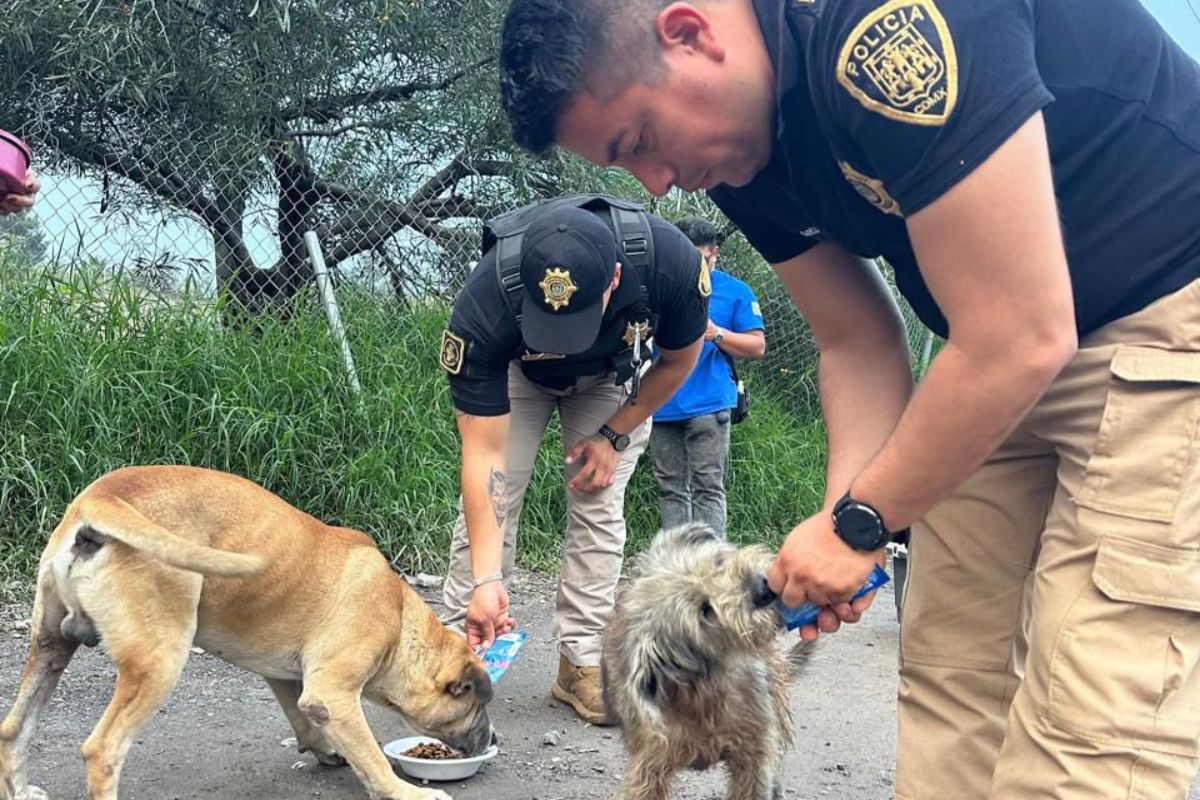 Policías llevaron alimento a más de 100 perros y gatos afectados por lluvias