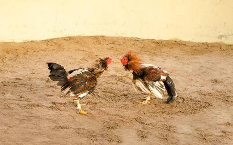 Contra la crueldad animal en Tamaulipas: van por prohibir corridas de toros y peleas de gallos