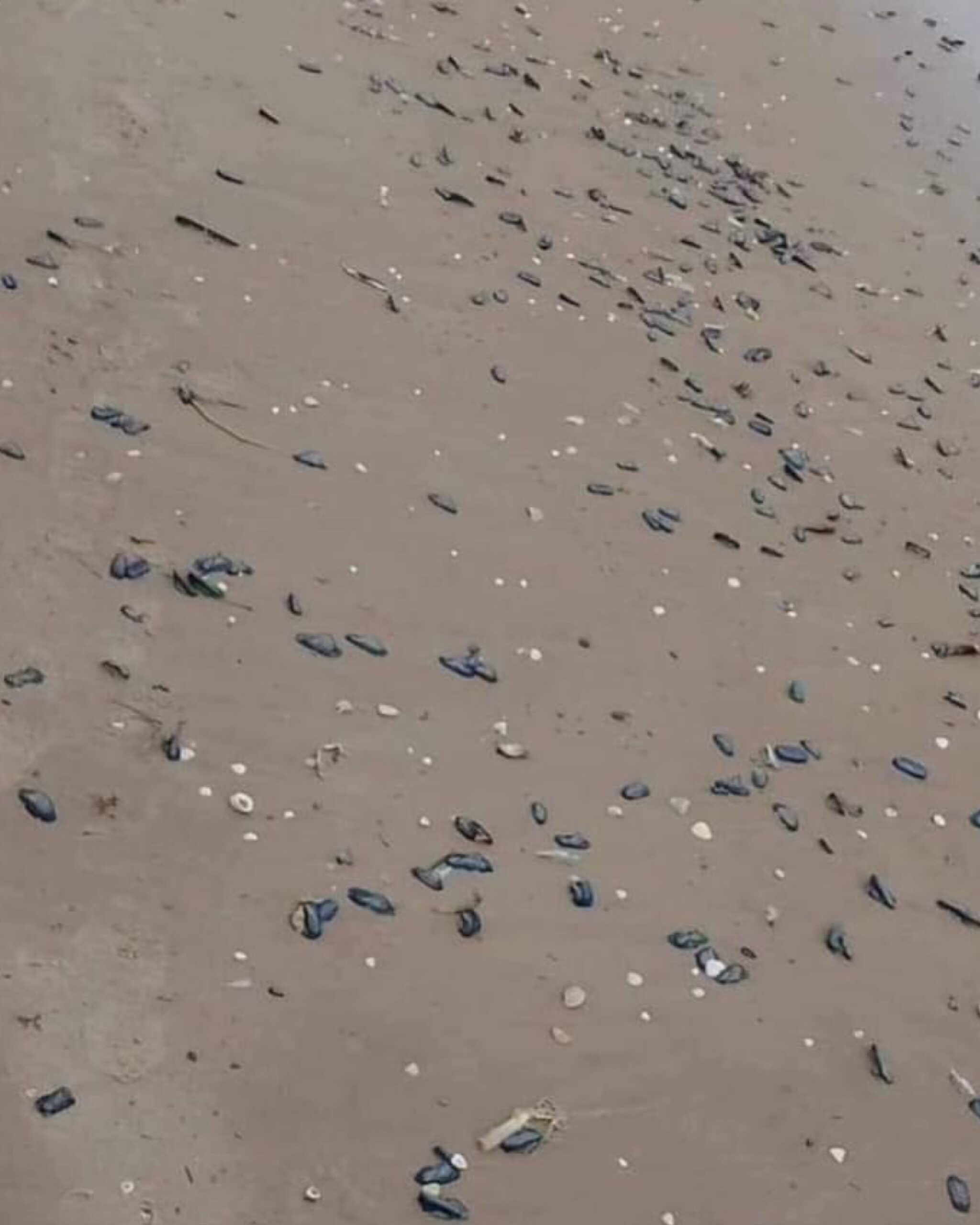 Hay presencia de aguas malas en Playa Bagdad