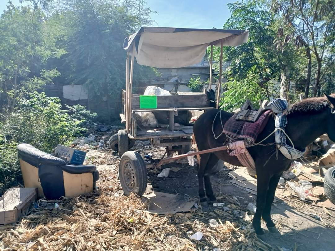 Garantiza Alberto Granados cero tolerancia al maltrato animal en Matamoros