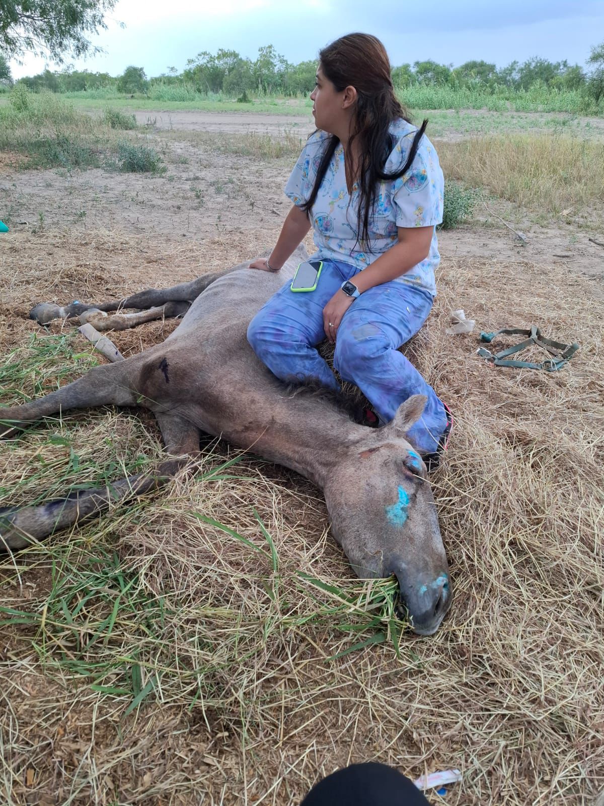 Fallece caballo resctado