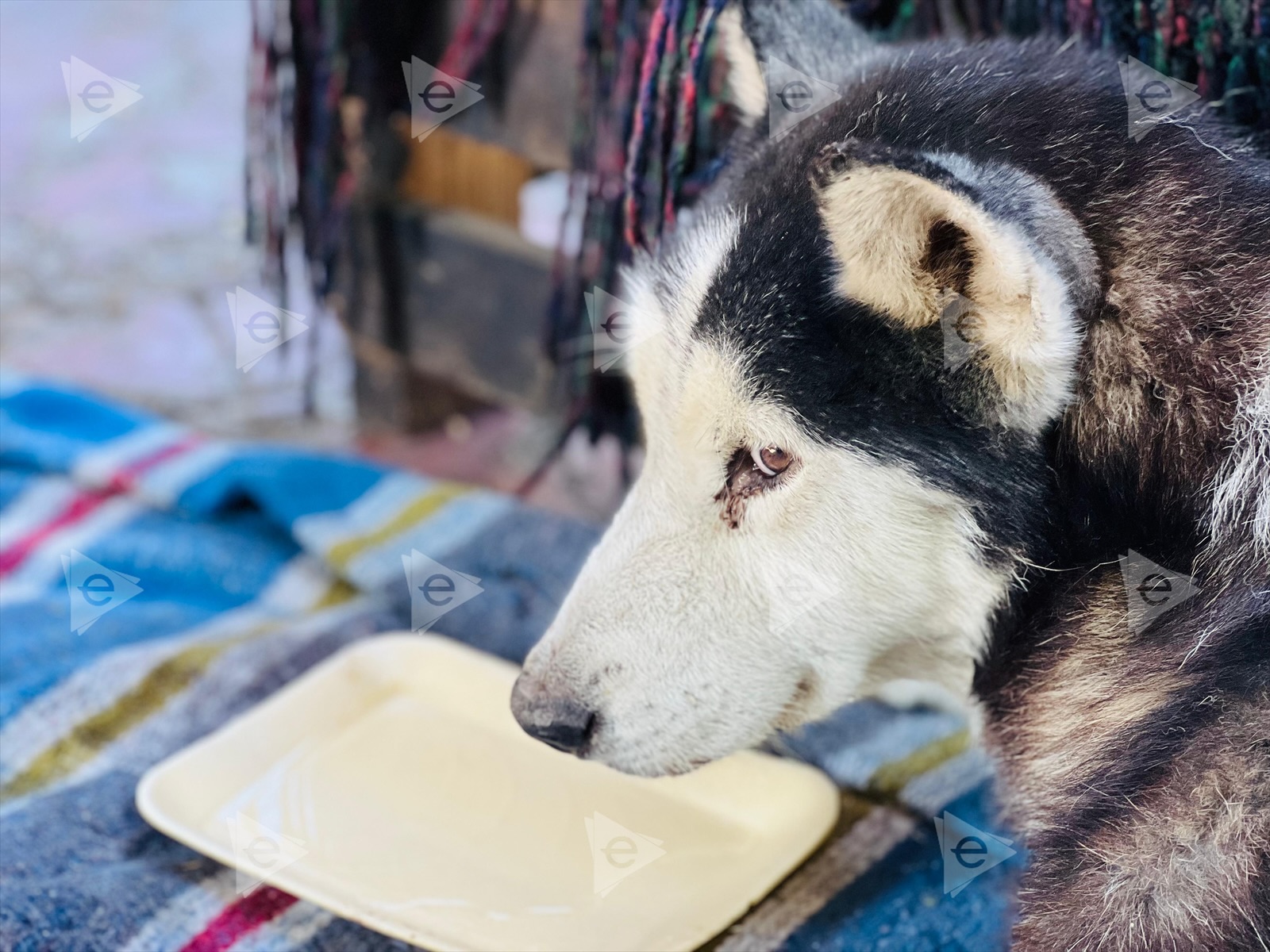 Rescatan a Husky