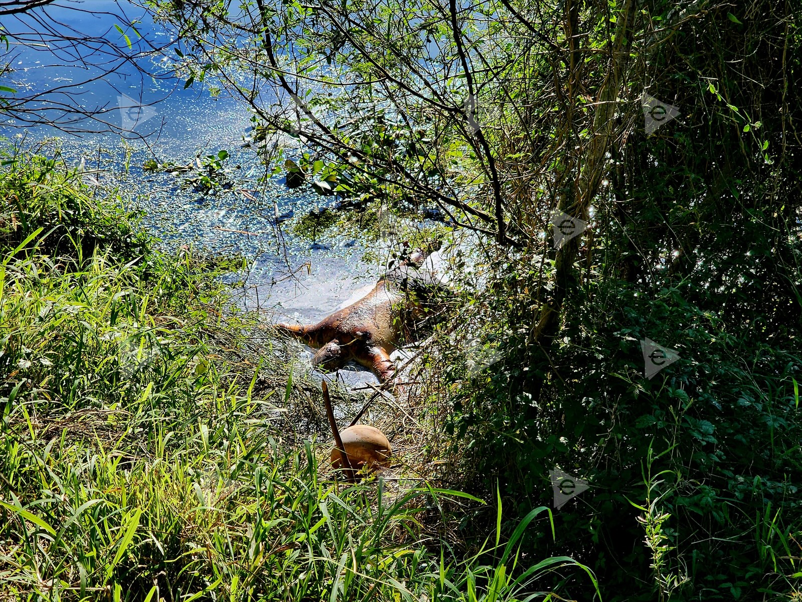 Cadáver extraído en río sin identificar