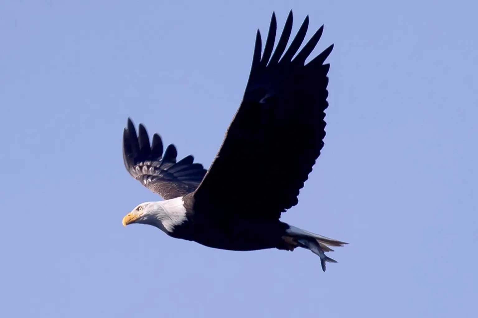 Águila calva oficialmente designada como ave nacional de EE.UU.