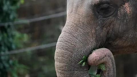 Elefante mata a turista española en Tailandia mientras lo bañaban