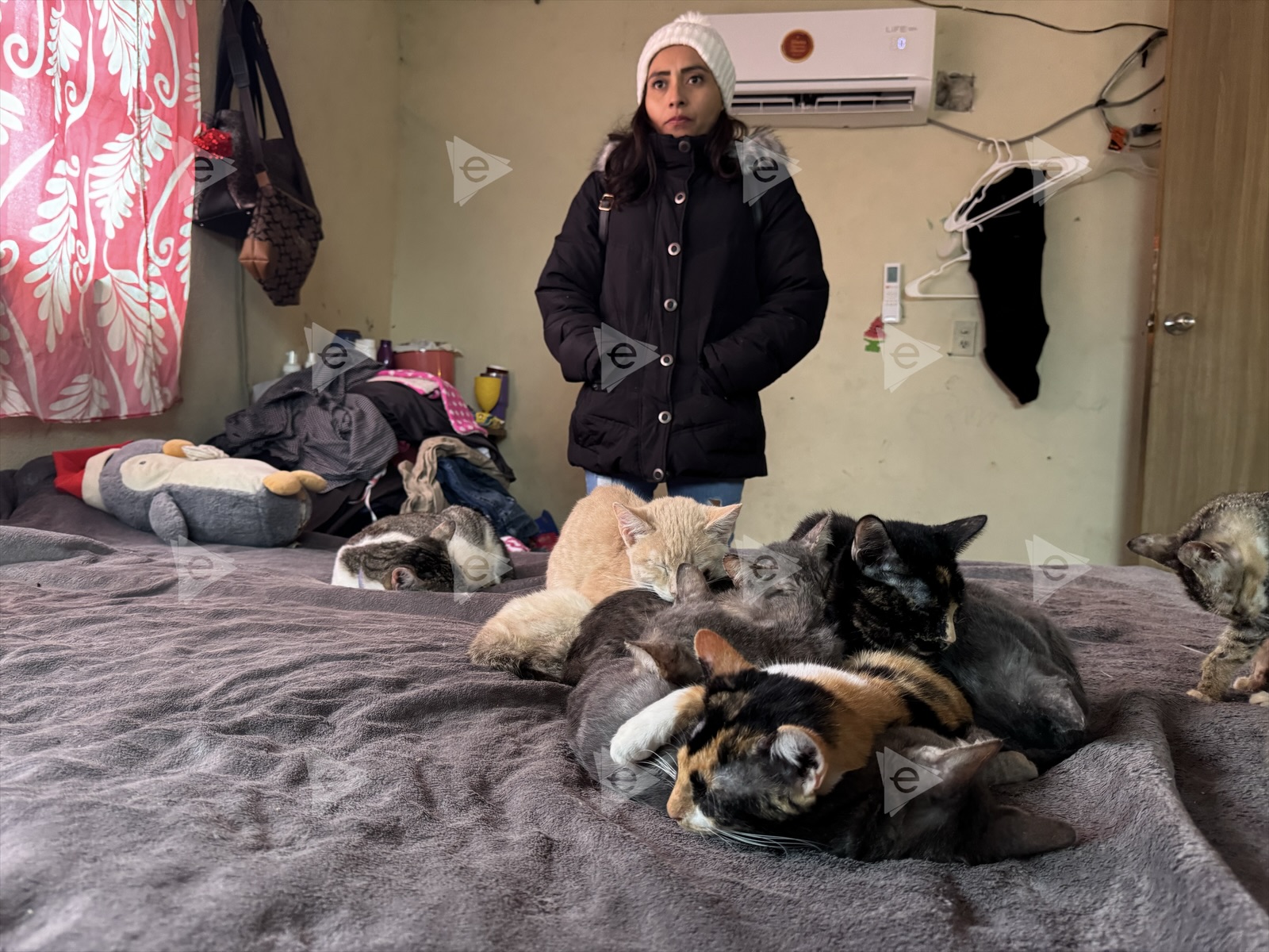 Piden ayuda para gatos rescatados