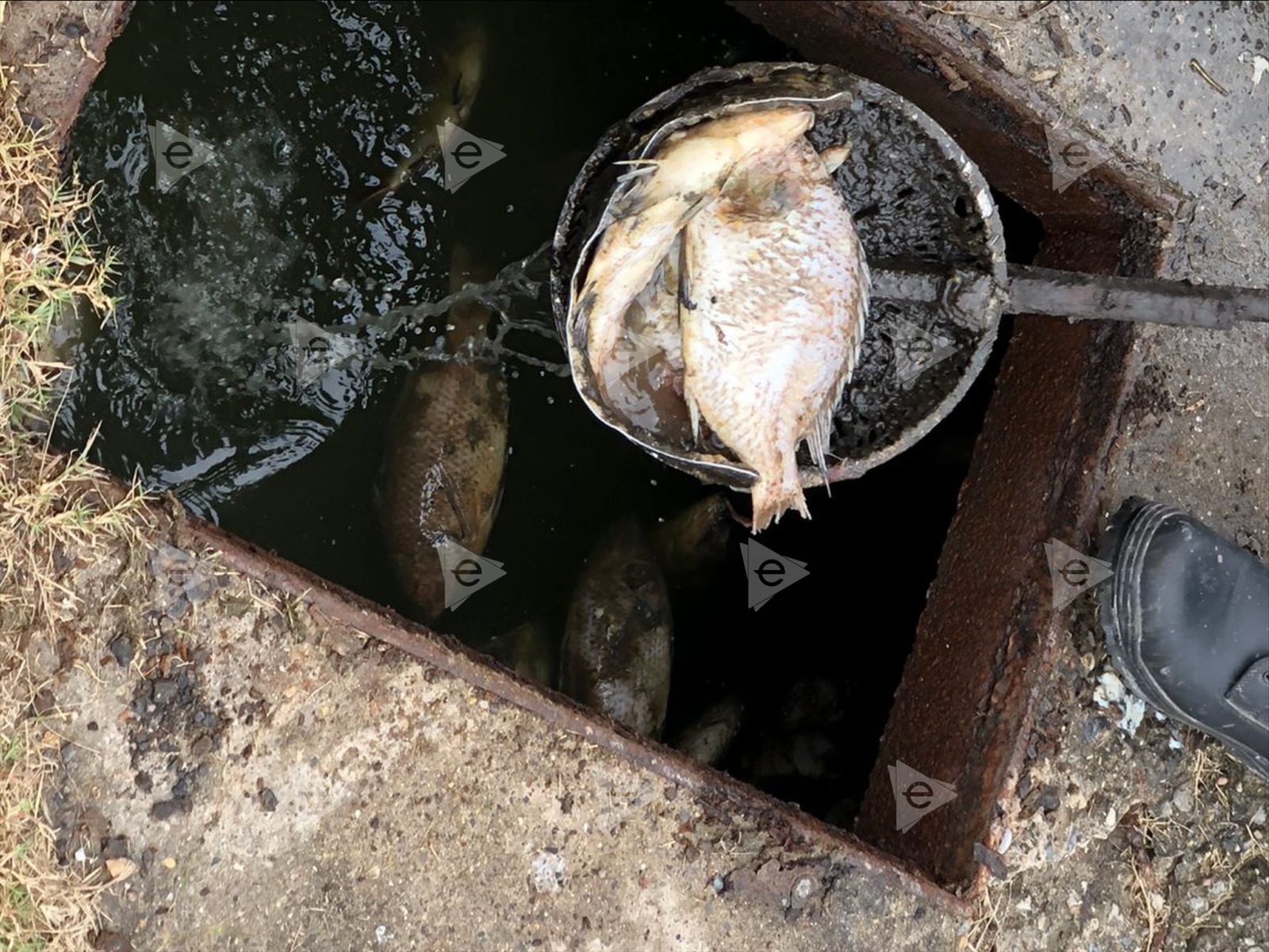 Retiran peces muertos